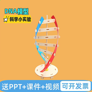 DNA双螺旋结构模型科技小制作手工diy人体基因生物科学实验器材料
