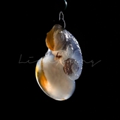 阿拉善玛瑙玉髓透光俏色料手工雕刻变色龙元 怪童话 宝吊坠挂件