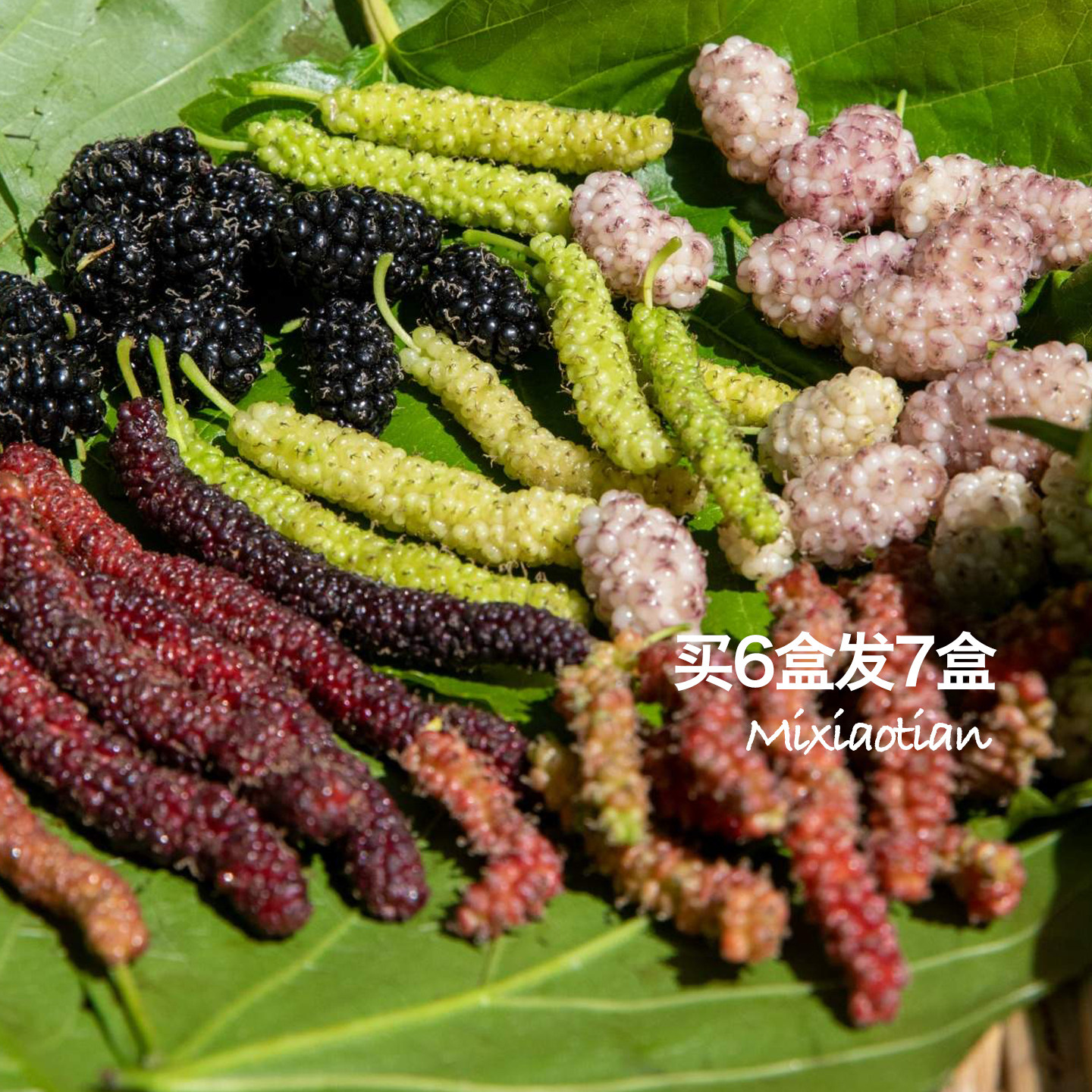 米小田 需冷藏 顺丰空运四川大凉山鲜食长条桑葚紫晶金香蜜桃