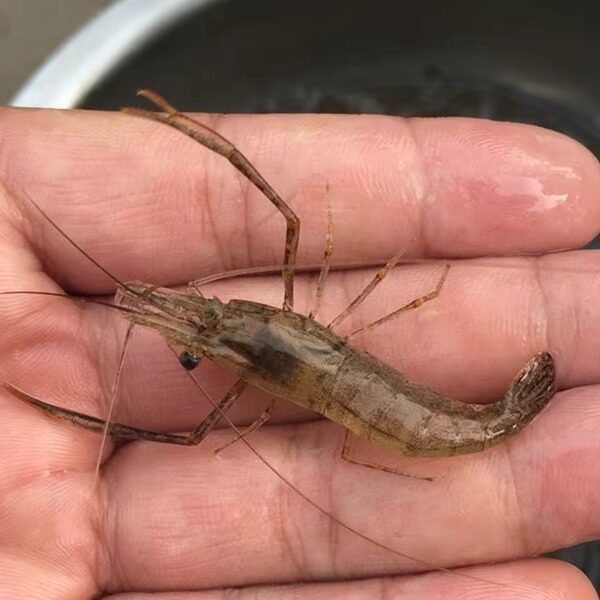 每日现捕淡水河虾速冻 新鲜活河虾急冻小河虾草虾青虾淡水虾水产