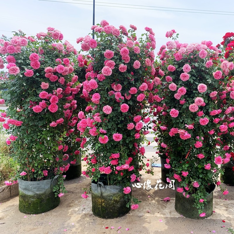特大花苗欧洲藤本爬藤月季龙沙宝石 浓香开花庭院爬墙蔷薇花