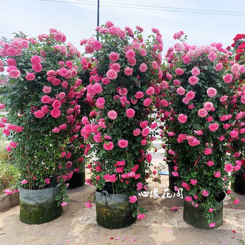 特大苗藤本月季心缘花阁爆满开花