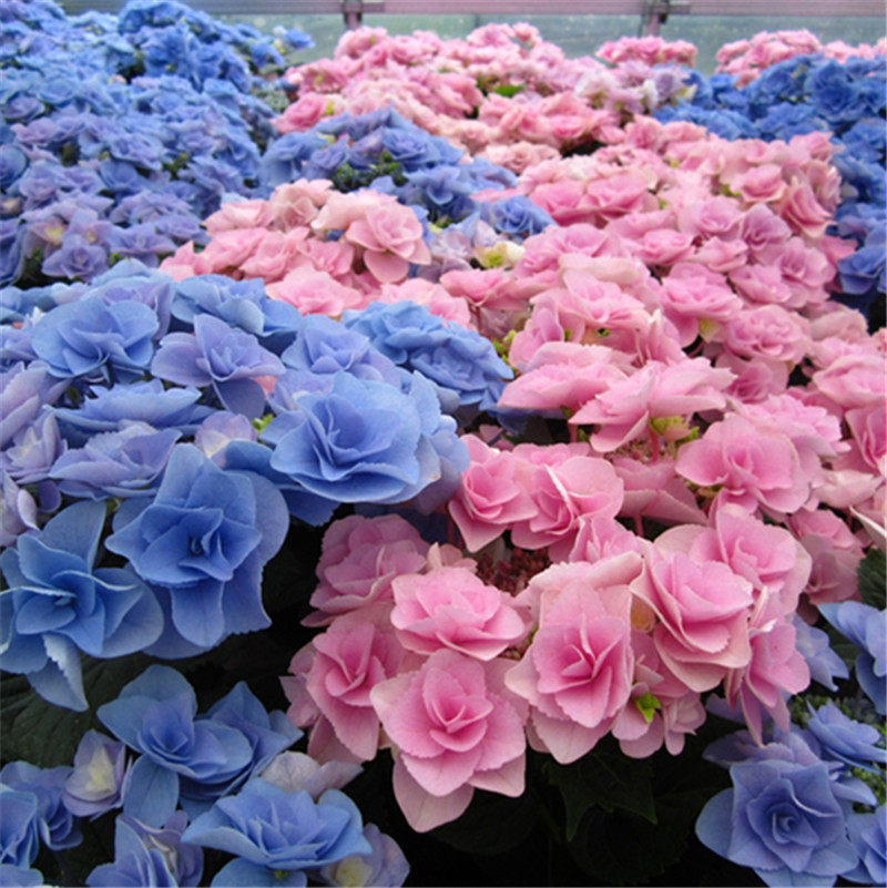 重瓣绣球 妖精之瞳 妖瞳大苗 多分枝 庭院别墅阳台植物