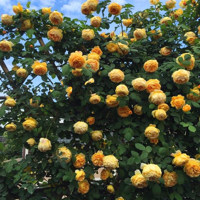 藤本月季花苗浓香花期超长多季花卉室外庭院别墅特大爬藤蔷薇