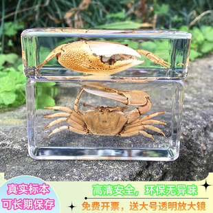 幼儿园海洋生物螃蟹树脂标本大闸蟹招潮蟹寄居蟹龙虾琥珀水晶模型