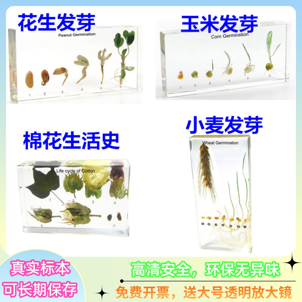 千帆教学树脂标本安全环保