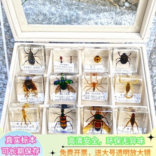 昆虫魔方幼儿园真实动物标本树脂蝎子甲虫螃蟹蜜蜂蜘蛛海星金龟子
