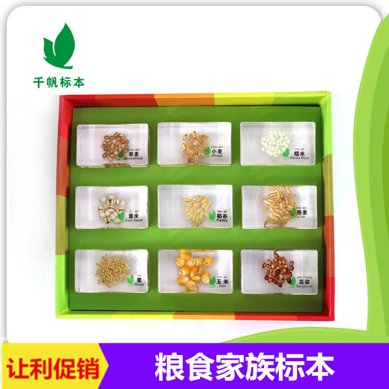 幼儿园儿童教学植物粮食家族小麦玉米高粱稻谷活体树脂包埋标本