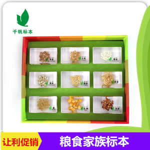 幼儿园儿童教学植物粮食家族小麦玉米高粱稻谷活体树脂包埋标本