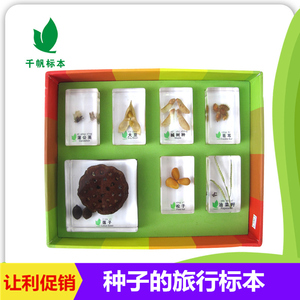 千帆幼儿园儿童教学玩具植物种子的旅行活体树脂包埋标本透明摆件