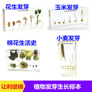 幼儿园教学真实植物粮食生长发芽标本棉花小麦水稻花生玉米大豆
