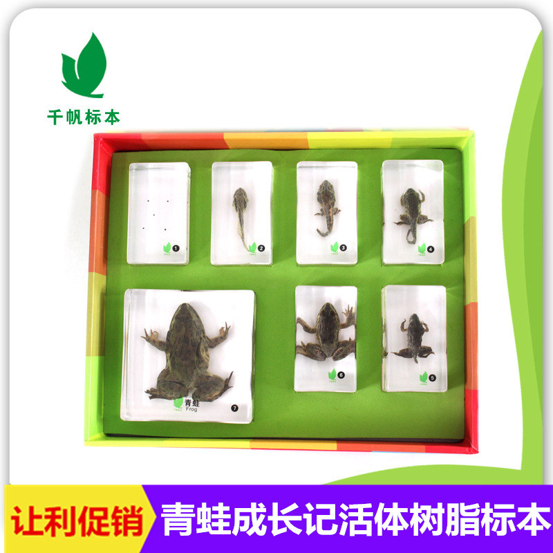 千帆幼儿园小学儿童教学蝌蚪动物青蛙成长记树脂包埋标本透明