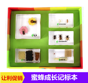 千帆幼儿园儿童教学动物昆虫蜜蜂成长记树脂包埋标本透明摆件