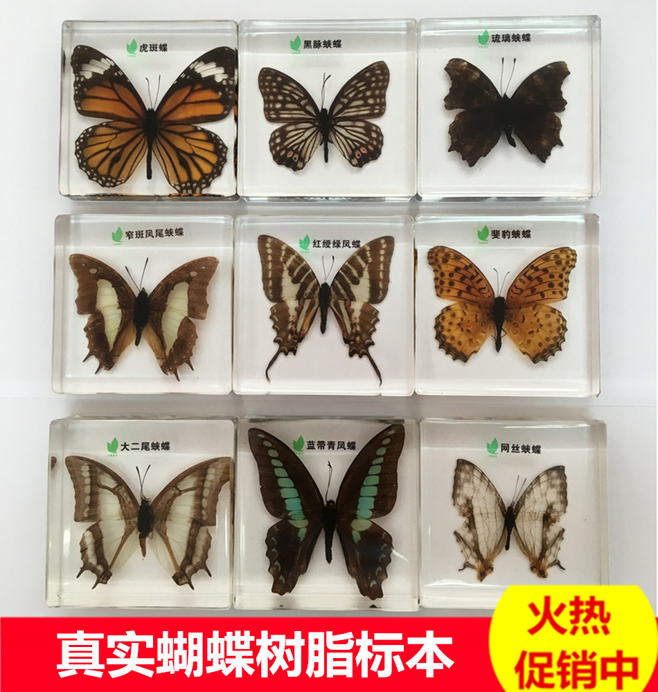 法布尔幼儿园儿童科教小动物真实昆虫蝴蝶树脂标本装饰摆件蜻蜓