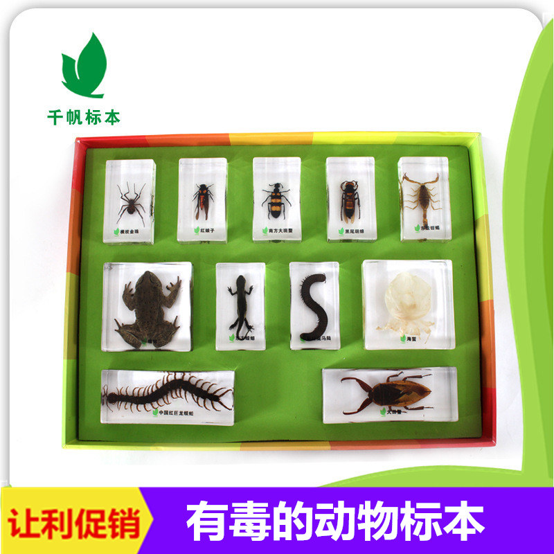 千帆幼儿园儿童教学玩具有毒的动物昆虫蜈蚣蜘蛛树脂标本透明