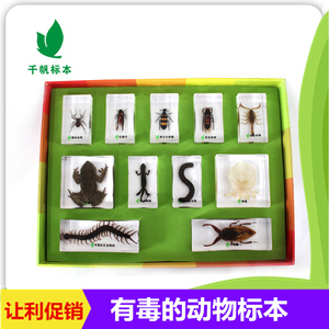 千帆幼儿园儿童教学玩具有毒的动物昆虫蜈蚣蜘蛛树脂标本透明
