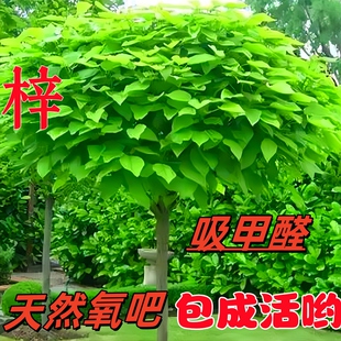 2026.3.12植树节梓树苗桑梓梧桐树乡土树千年木庭院绿化南北耐寒