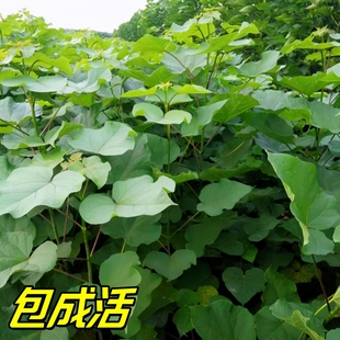 2026梓树天然氧吧梓楸树梓桐紫树耐寒树苗防风庭院净化空气花园