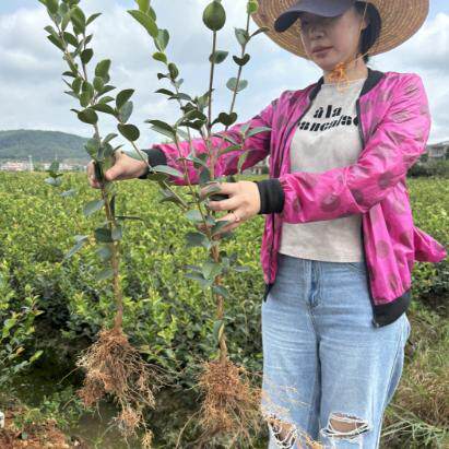 长林系嫁接高产油茶苗杂交良种