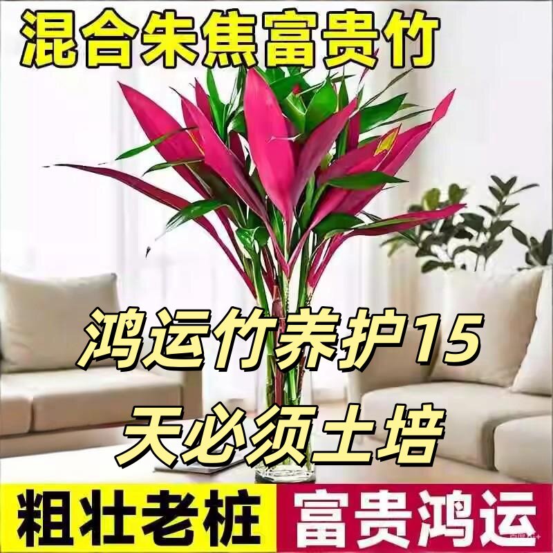 混色鸿运竹富贵竹水培植物室内净化空气吸醛绿植