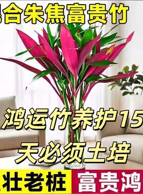 混色鸿运竹富贵竹水培植物室内净化空气吸醛绿植