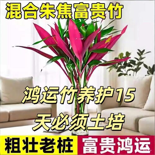 混色鸿运竹富贵竹水培植物室内净化空气吸醛绿植