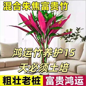 红紫竹鸿运竹富贵竹水培土培招财