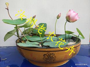 秀雅微型汝州老农花卉真碗莲荷花迷你水生庭院阳台种藕鞭成品小苗