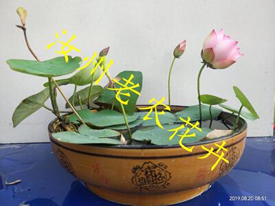 秀雅微型汝州老农花卉真碗莲荷花迷你水生庭院阳台种藕鞭成品小苗