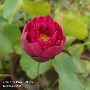 披针红中大型汝州老农花卉碗莲型荷花水生庭院迷你阳台种藕成品苗