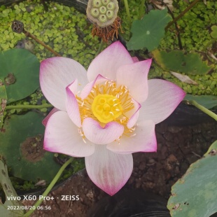 小玲微小型汝州老农花卉真碗莲荷花迷你庭院阳台水生种藕成品苗