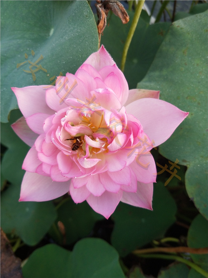 樱花小型汝州老农花卉真碗莲荷花迷你水生庭院阳台种藕鞭成品小苗