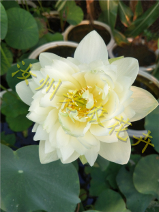 绿萼小型汝州老农花卉真碗莲荷花迷你水生庭院阳台种藕鞭成品小苗
