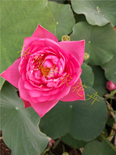 红绣球小型汝州老农花卉真碗莲荷花迷你水生庭院阳台种藕成品小苗