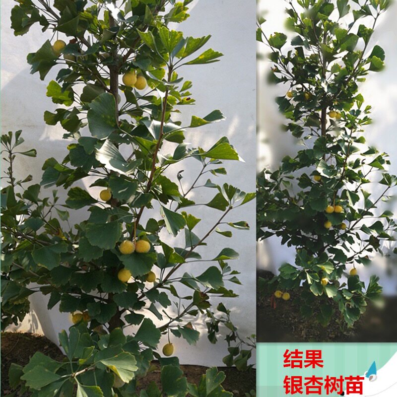 银杏树苗大树庭院结果白果苗南北方地栽盆栽种植特大果树苗