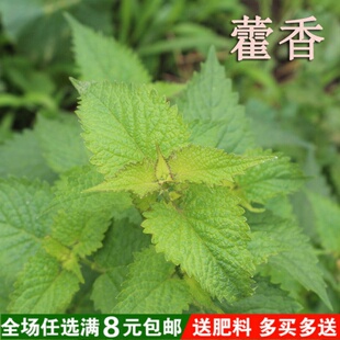 藿香种子霍香正气香草种子 五香十香大茴鱼香草 阳台盆栽蔬菜种子