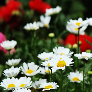 四季播种白晶菊种子多年生花种子小白菊花籽花卉种子庭院绿化