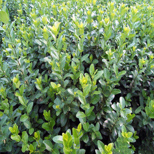 四季常青绿化苗木卫矛小苗 冬青卫矛 卫矛苗 卫矛苗 扦插苗