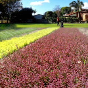 工程绿化苗绿篱花色块花镜彩色红叶小檗紫叶小檗红叶紫叶小波小苗