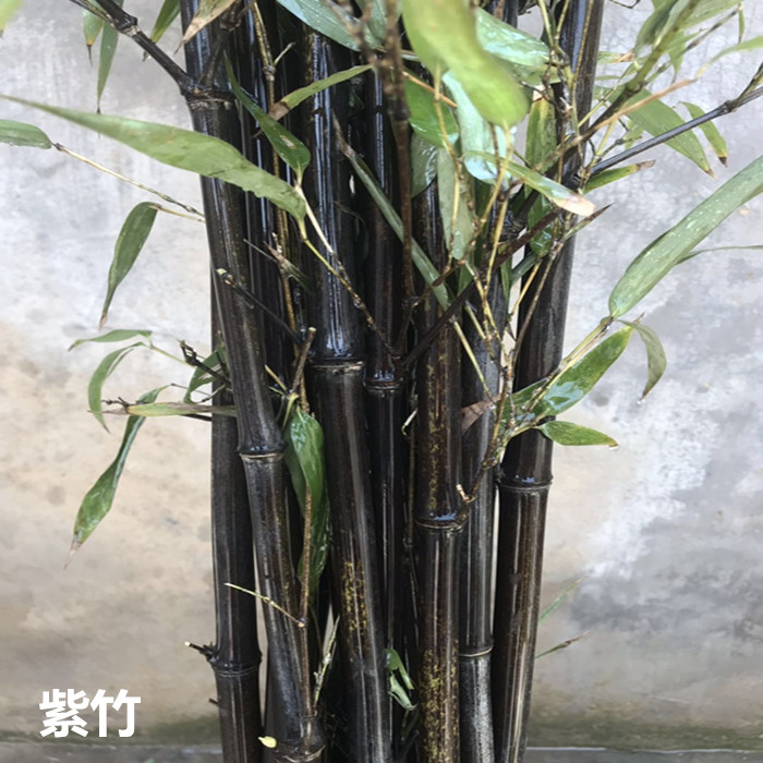 满就送包邮庭院植物花卉盆栽小青桌面绿植