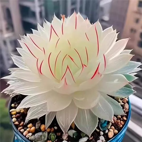 白娘子玉露多肉盆栽新手好养