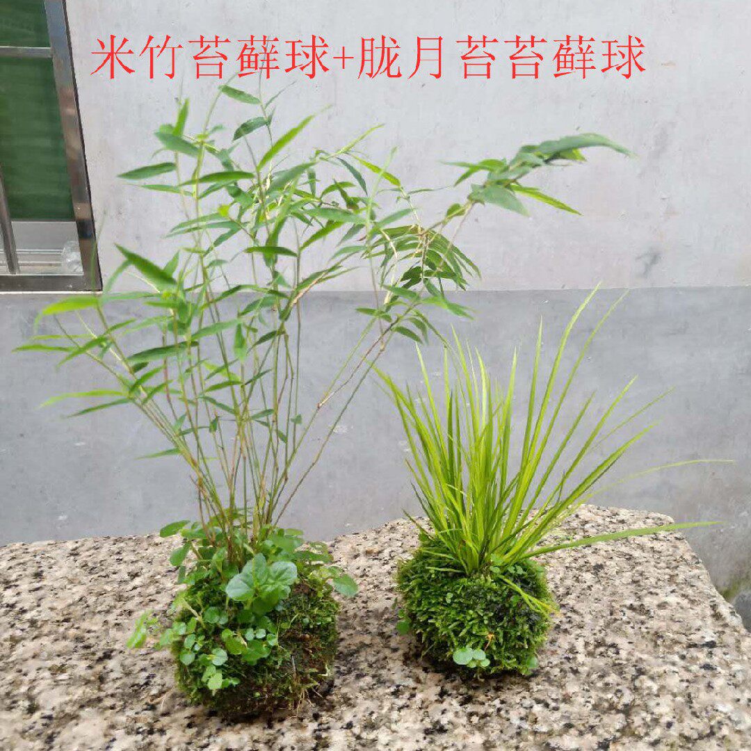 日本竹水培菖蒲米竹胧月苔藓球网红新玩法室内茶台小盆栽凤尾竹