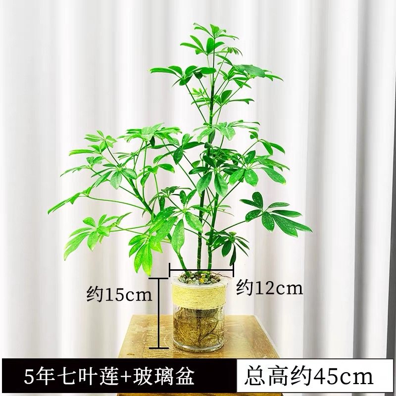 鸭脚木七叶莲水培室内绿植小盆栽水养不带土好养盆景办公桌面摆设