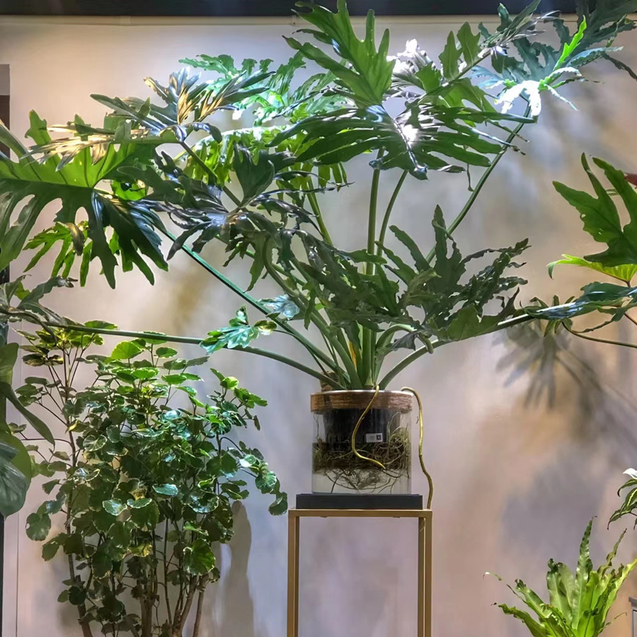 植物春羽室内吸甲醛净化空气