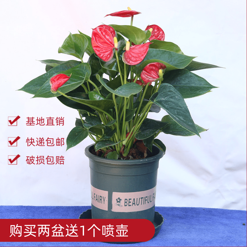 火鹤花种子价格 火鹤花种子图片 星期三