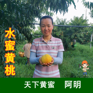 【阿明】无锡水蜜黄桃 当季水果新鲜桃子黄肉黄桃（天下黄蜜）