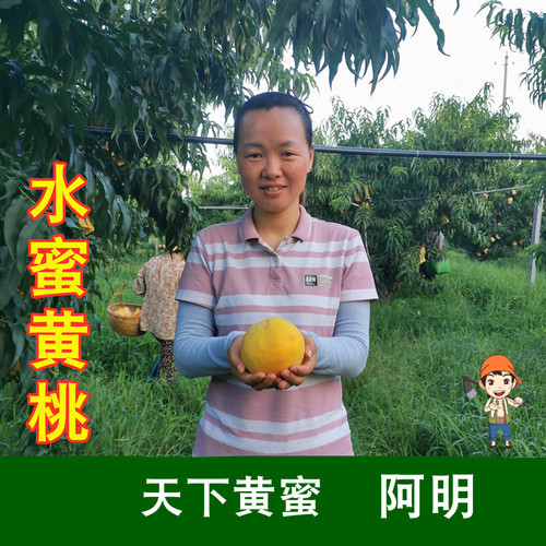 【阿明】无锡水蜜黄桃