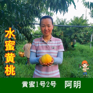 【阿明】无锡水蜜黄桃水果桃子时令水果黄桃整箱桃（黄蜜1号2号）