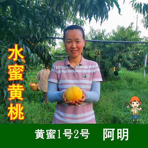 【阿明】正宗无锡阳山水蜜桃