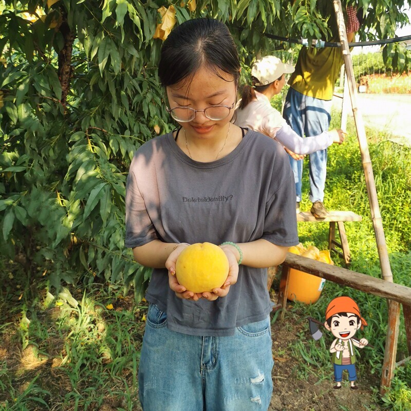 阿明无锡水蜜黄桃自家果园种植